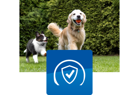 Açık havada oynayan iki köpek