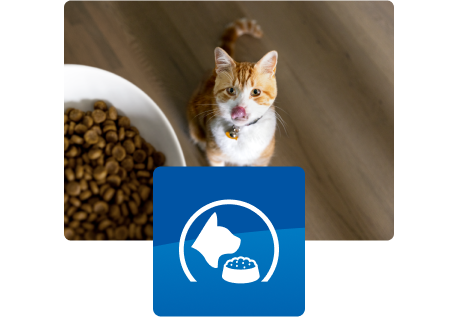 Yukarıya, mama kasesine bakan kedi