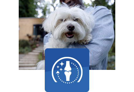 bir insan tarafından tutulan, mutlu beyaz köpek