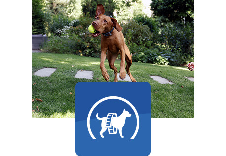 kahverengi köpek havada zıplayarak bir top yakalıyor